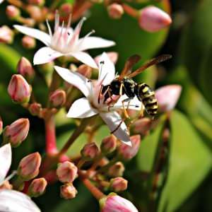 Plagegeister im eigenen Garten