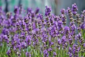 Grasse Lavendel